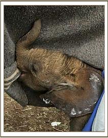 Little Lempaute suckling her blanket