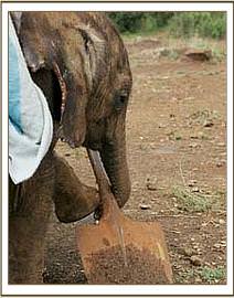 Lesanju playing with the spade
