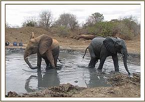 Yatta and Napasha at the mudbath