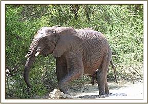 Napasha leaving the mudbath