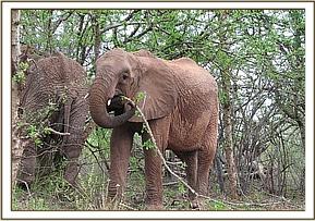 Naserian feeding