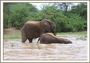 Olmalo enjoying wallowing as Yatta watches