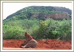 Napasha mudbathing