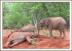 Sunyei & Buchuma soil bathing as Taita watches