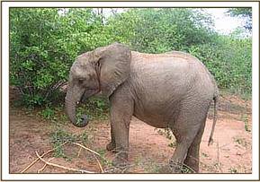Naserian at the grazing field feeding