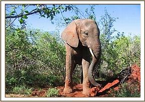 Yatta picking a soil lump from an anthill