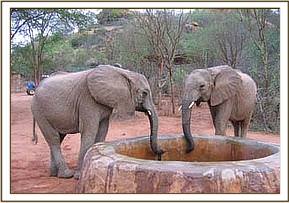 Kinna & Yatta drinking water at the stockade