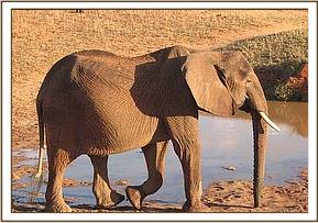 Aitong at a waterhole
