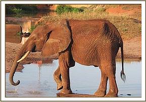 Tsavo having a drink of water