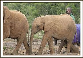 Sinya coming to the mudbath