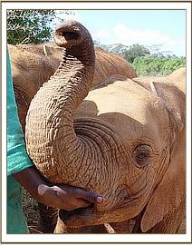 Lualeni suckles on a keepers fingers