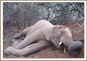 Napasha enjoys soil bathing