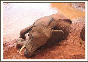 Laikipia rolling in the mud