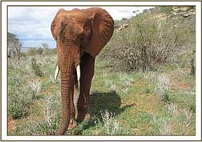 Laikipia at the foot of Mazinga hill