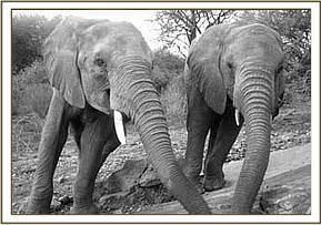 Mpala and Thoma compete for greens