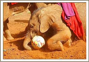 Lempaute having fun with the football