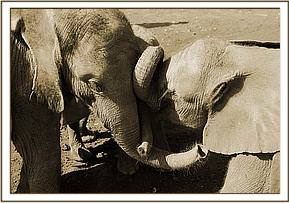 Lesanju giving loving to Sinya