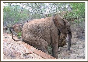 Taita scratching