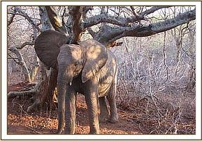Naserian scratching