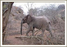 Mulika heads to the field