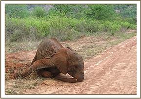 Sunyei rolling on wet soil
