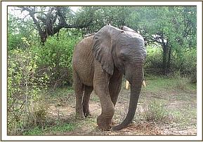 Taita digs soil