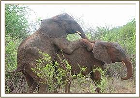 Napasha mounts on Taita