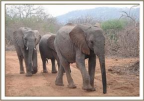 Wendi lead the others to the field