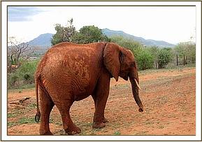 Mpala