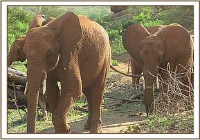 Lesanju leading the orphans