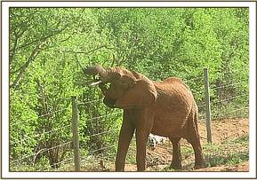 Lempaute picking leaves through the wire