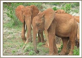 Lempaute admires Kenia rock scratching