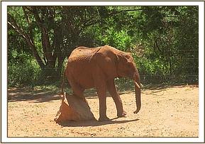 Sinya scratching