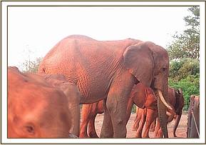 Laikipia feeding with the small ones