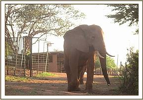 Laikipia arriving alone in the stockade