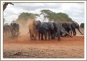 Orwa leading the dust bathing session
