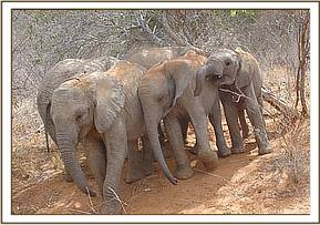Wendi, Olmalo and Napasha
