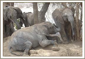 Olmalo on the ground with Taita on the right