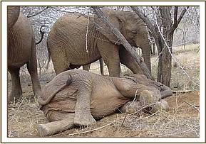 Taita resting infront of Nasalot