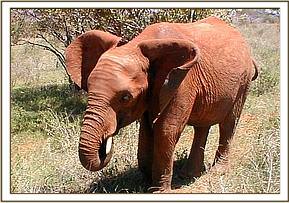 Mpala feeding