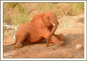 Laikipia having a rest