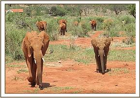 Sinya and friends arrive at the wallow