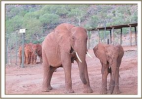 Emily with her calf, Eve