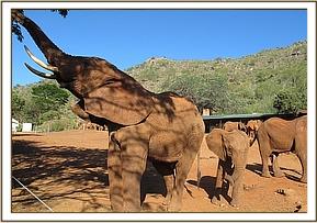 Laikipia looking for flowers