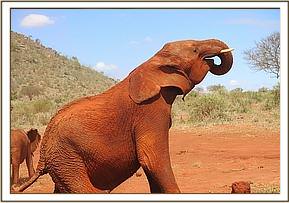 Lesanju leads the elephant to the dustbath