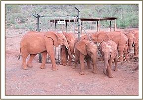 Lesanju greets Naipoki and friends