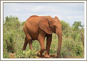 Lempaute feeding in the bush