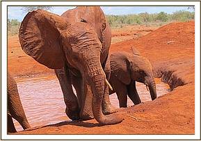 Sinya wallowing again