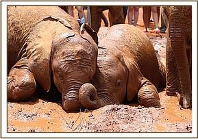 Lemoyian and Arruba in the mud wallow