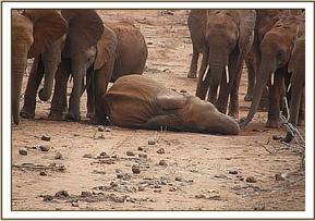 Arruba having a nap